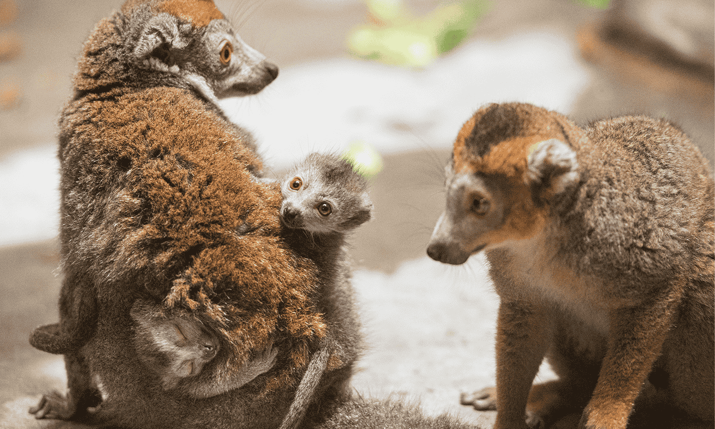 A lemur family playing