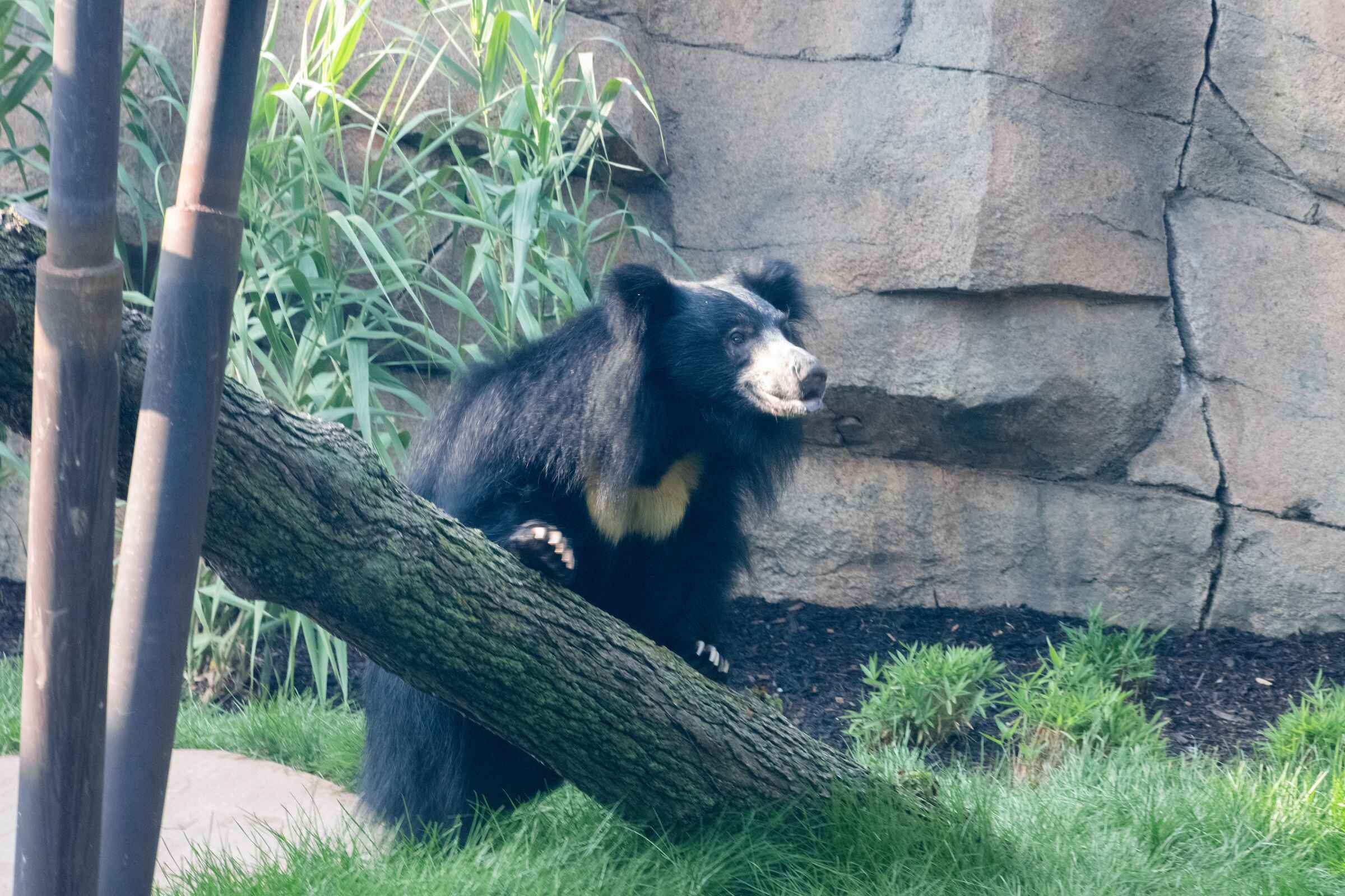 A female sloth bear on a branch