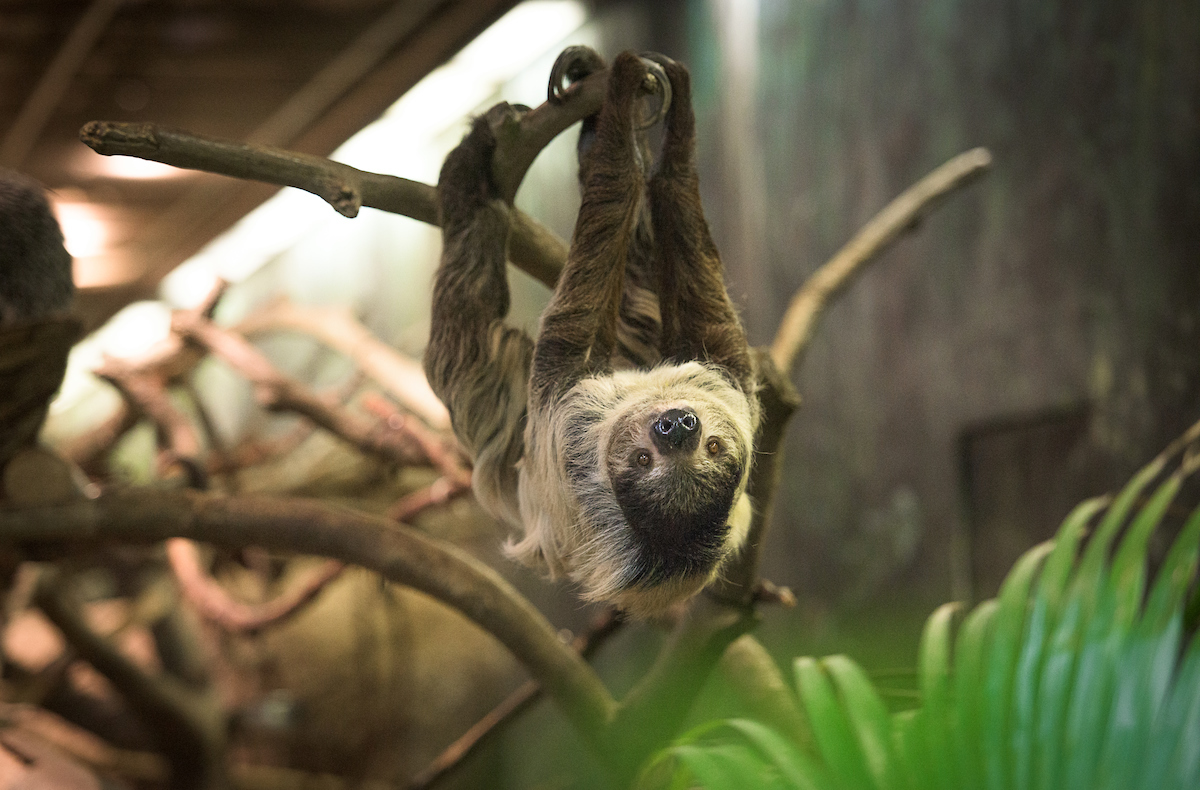 A sloth hanging from a tree branch