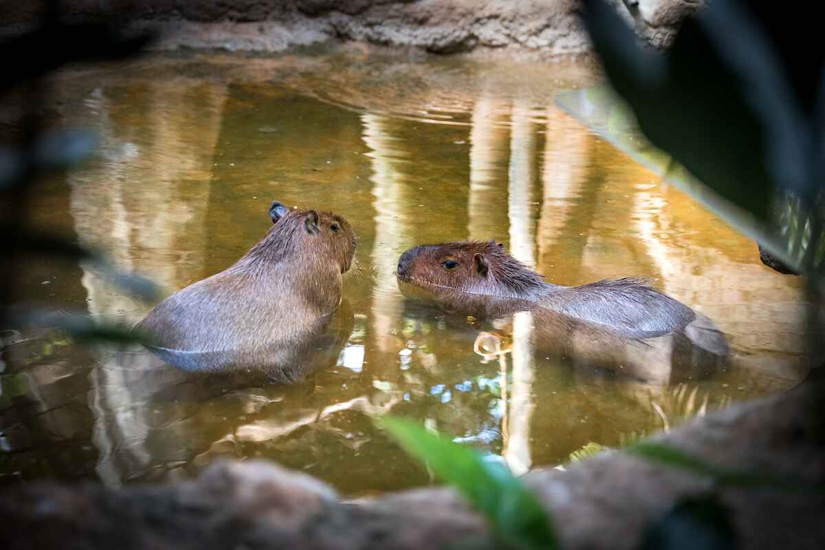 Hippos in the water