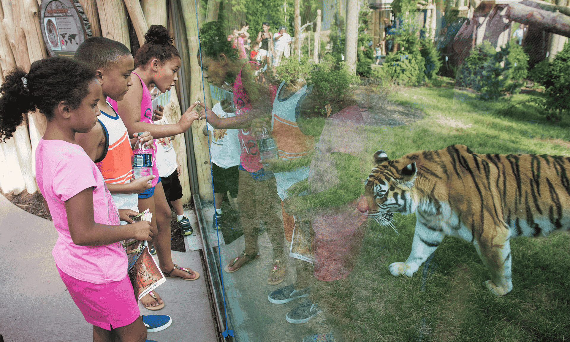 Kids watching a tiger from behind the glass at the zoo