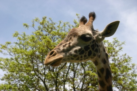 A giraffe's face