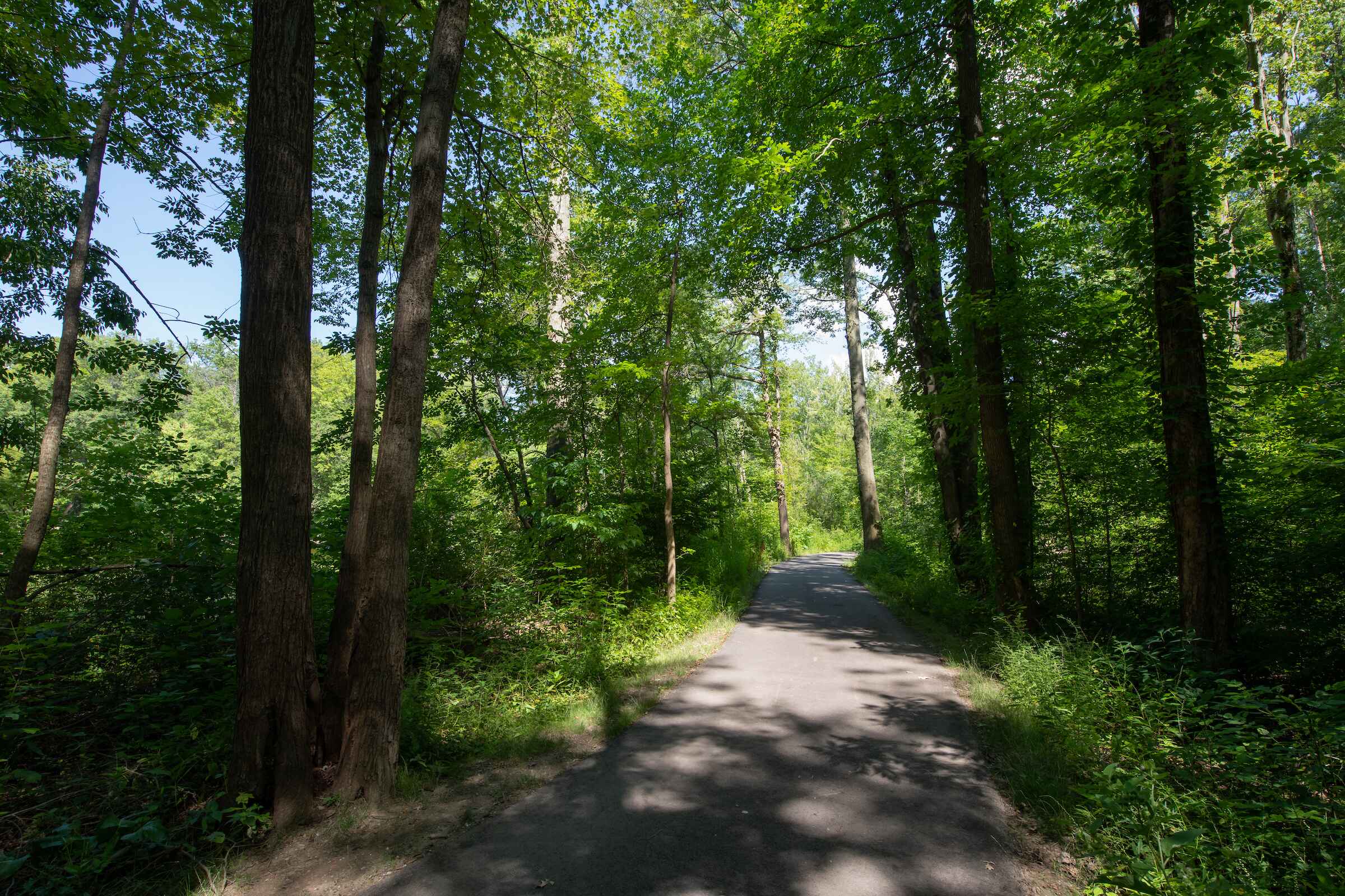 A tranquil paved pathway meandering through a dense forest, flanked by vibrant green trees and natural beauty.