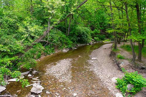 A tranquil creek meanders through a dense forest, with trees lining its banks and sunlight filtering through the leaves.