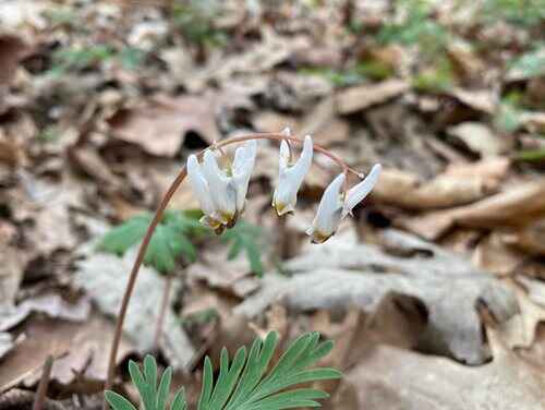 In a tranquil forest, a white flower with yellow centers stands out among the surrounding foliage.