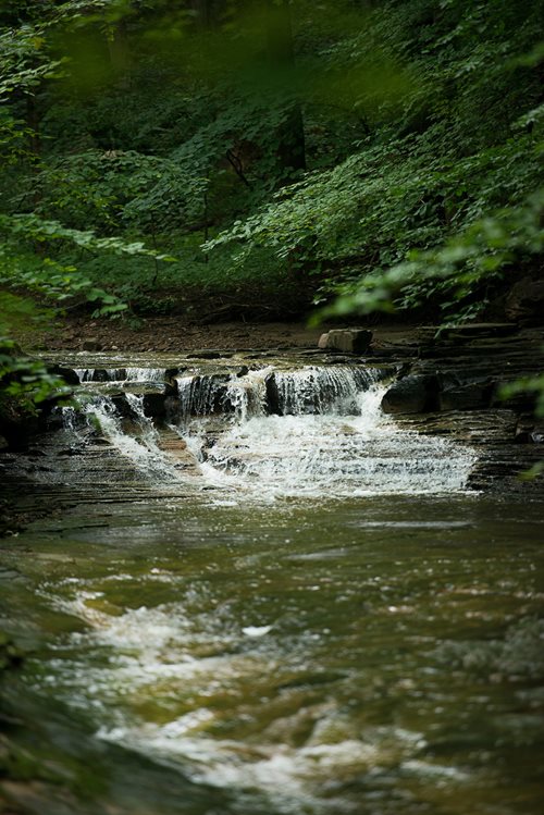 A serene stream flows gently through a lush, wooded area, surrounded by vibrant greenery and dappled sunlight.