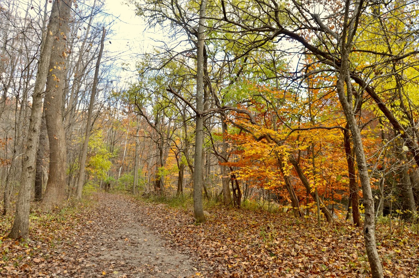 Fall in Love with Autumn Walk thumbnail image