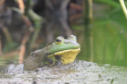  A green frog rests in the mud, blending seamlessly with its earthy surroundings