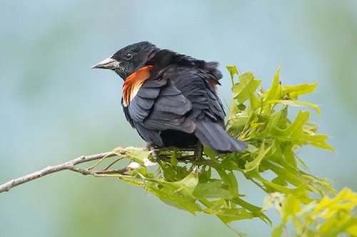 A red-winged blackbird sits gracefully on a branch, showcasing its vibrant red shoulder patches against a natural backdrop.