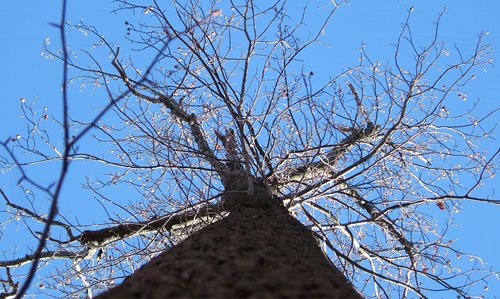 Tulip-Tree-sky.JPG