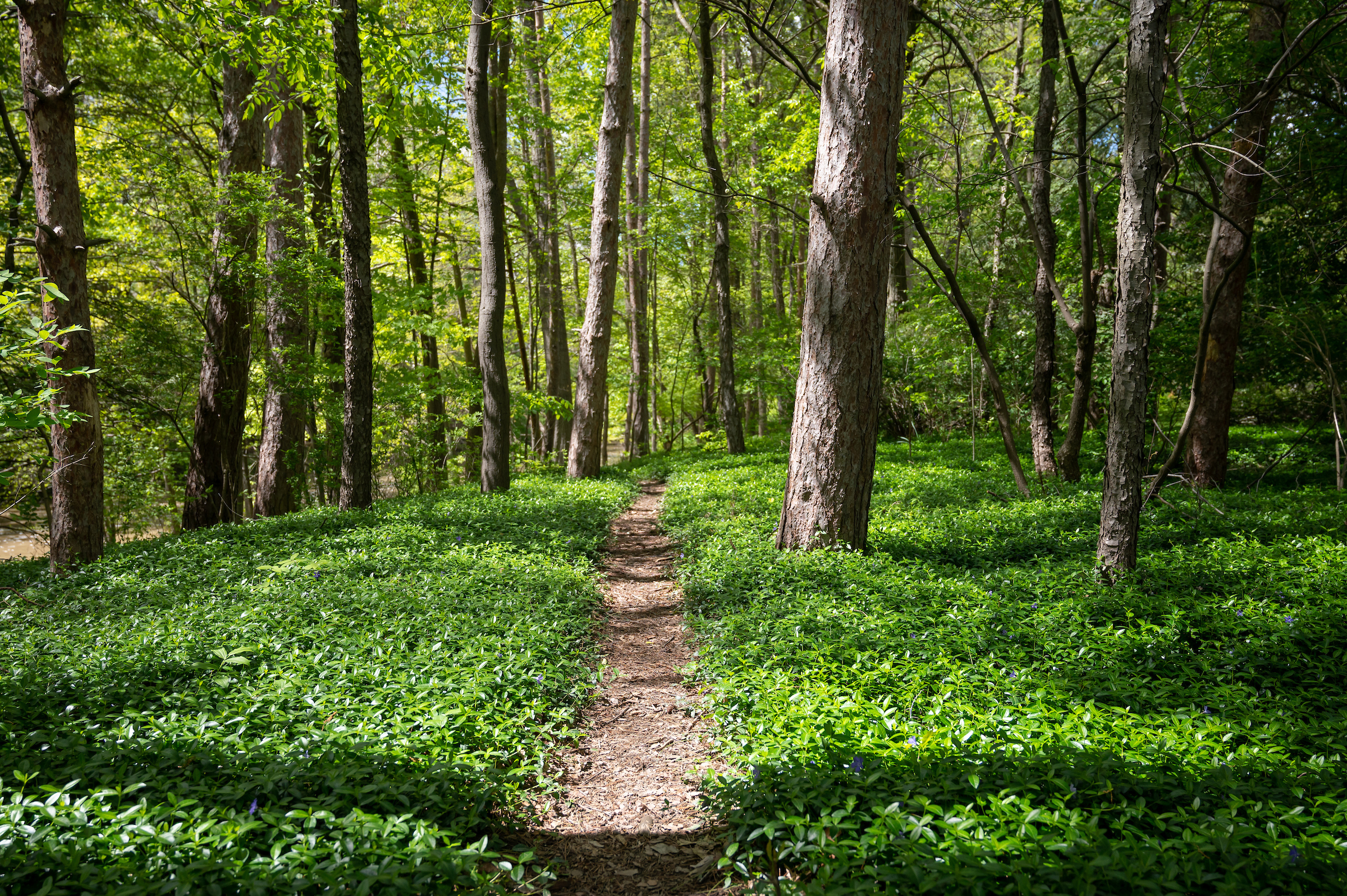 A tranquil pathway winding through a vibrant forest, flanked by flourishing green vegetation.