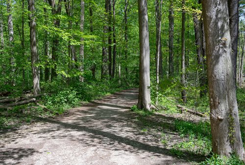 A dirt path meanders through a serene wooded area, surrounded by tall trees and lush greenery.