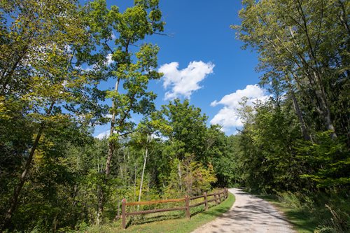 A scenic paved bike path nestled in the woods, bordered by trees and flourishing green grass, perfect for cycling.