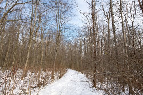  snowy trail meandering through a dense forest, showcasing the calm and beauty of winter's embrace.