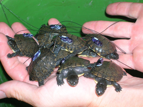 holding turtle babies by hand