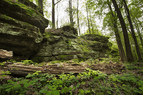 A large rock formation surrounded by dense trees in a serene woodland setting.