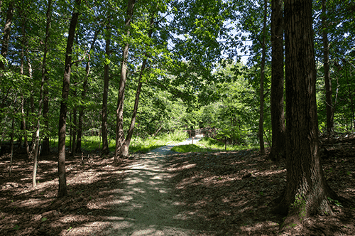 A picturesque trail in the woods, bordered by vibrant foliage and sunlight, creating a peaceful atmosphere for walkers.