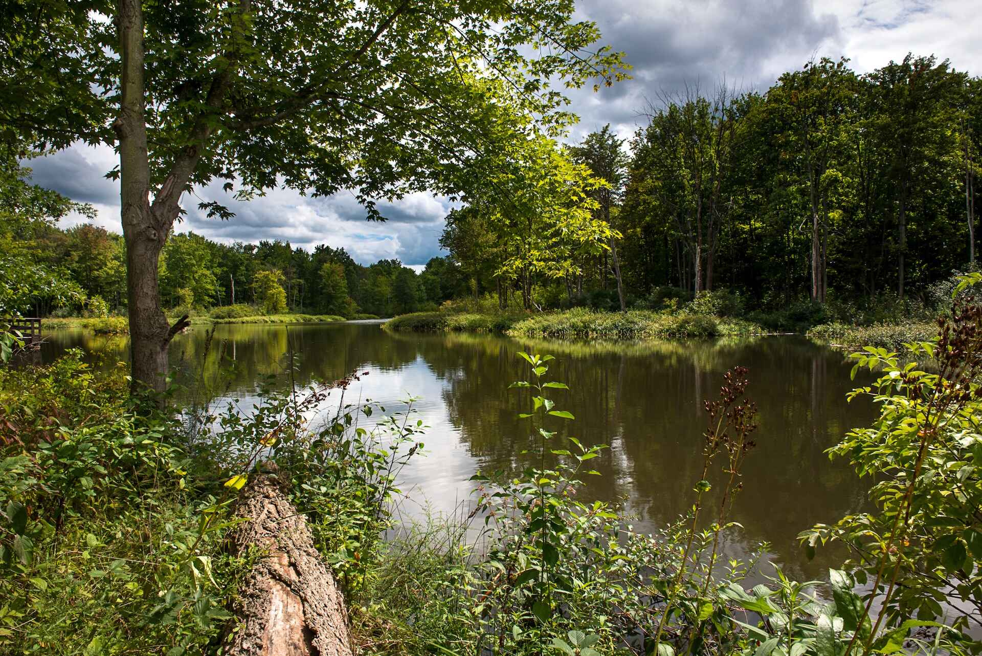 A tree leans against another tree beside a serene river, creating a tranquil natural scene