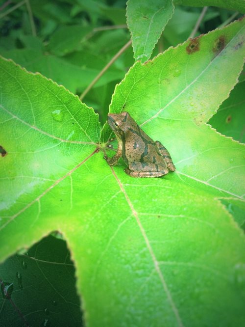 A frog resting on a leaf, with rain cascading around it, creating a tranquil atmosphere in a lush environment.