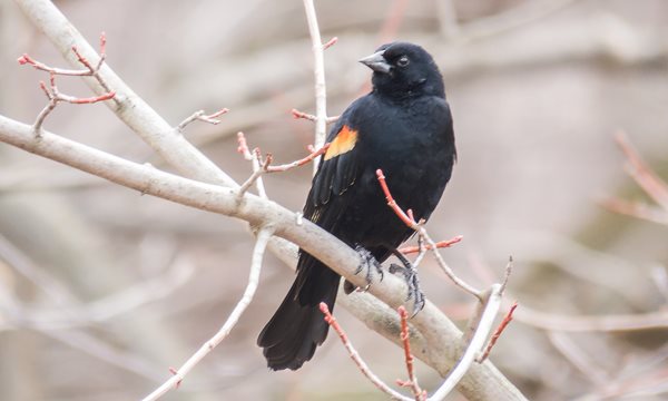 Red-winged-Blackbird.jpg