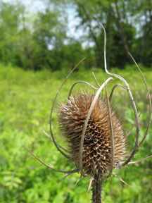 Invasive Plant Teasel