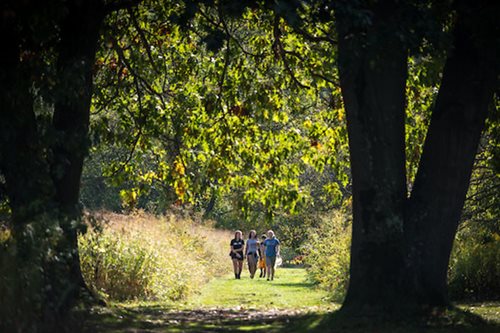 Two individuals stroll through a serene wooded area, surrounded by lush trees and dappled sunlight filtering through the leaves.