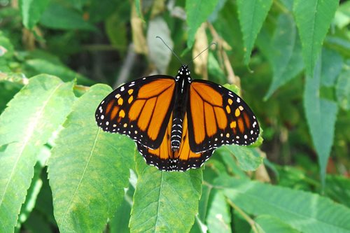 male-monarch.jpg