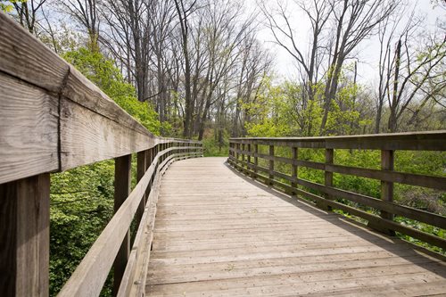 A serene wooden bridge nestled among lush trees and grass in a tranquil forest setting.