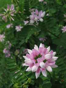 Invasive Plant Crown Vetch