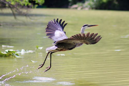 A heron in flight glides over a peaceful lake, reflecting the beauty of nature in its surroundings.