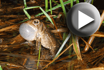 American-toad-calling-button-1.gif