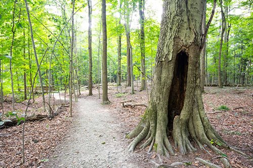 A tree with a hollow trunk stands in a serene wooded area, surrounded by lush greenery and dappled sunlight.