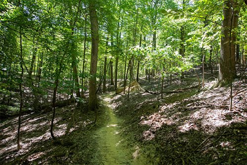 A tranquil trail in a wooded area, bordered by trees and grass, offering a serene escape into nature.