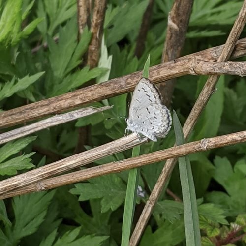 azure.jpg A white butterflly landed on a wooden stick above green leaves