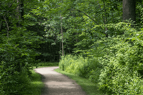 A serene dirt path meanders through a lush forest, flanked by tall, green trees on either side.