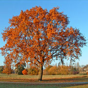 scarlet-oak-tree.jpg