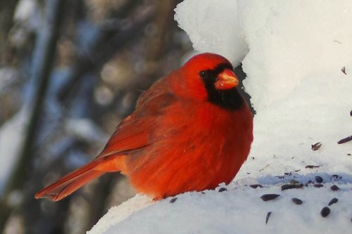 cardinal-in-winter_1.jpg