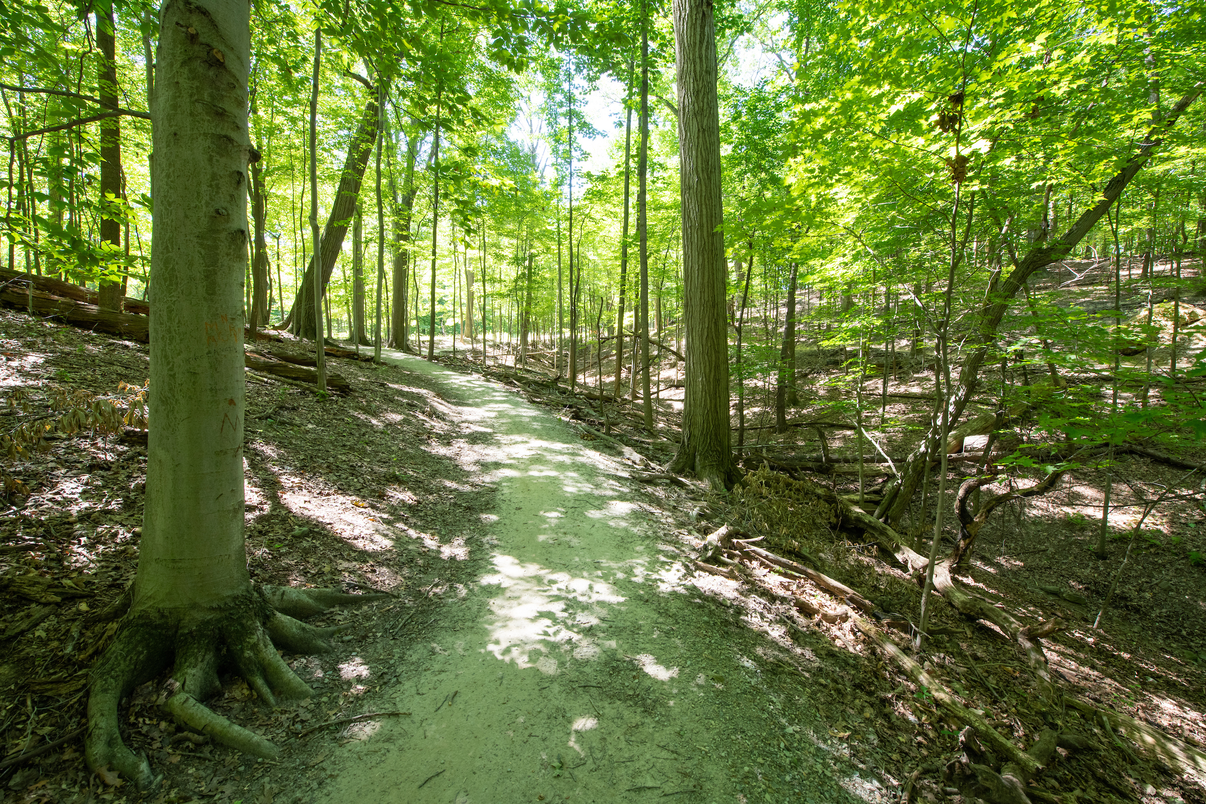 A tranquil dirt trail in a wooded area, bordered by trees and soft grass, inviting exploration and nature appreciation.