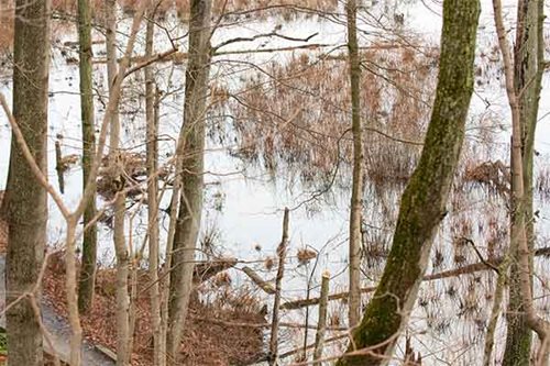 A tranquil pond nestled in the woods, with trees surrounding it, creating a serene natural landscape