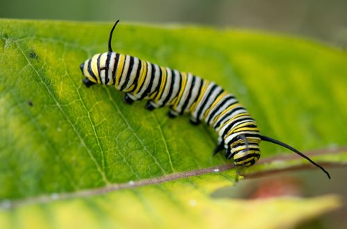 A yellow black and white caterpillar crawling on a green leaf