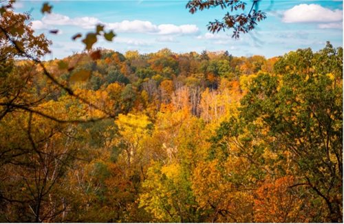 trees with yellow and red leaves in a forest with blue sky, a stock photo by Aaron Bohrod, instagram contest winner, regionalism, fall vibrancy, fall colors, forest colors