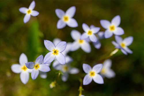 Delicate blue flowers featuring yellow centers scattered throughout lush green grass, enhancing the landscape's beauty.