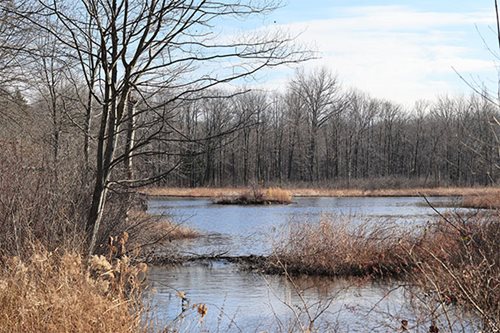 A serene wetland featuring lush grass and trees, reflecting the beauty of nature in a tranquil environment.