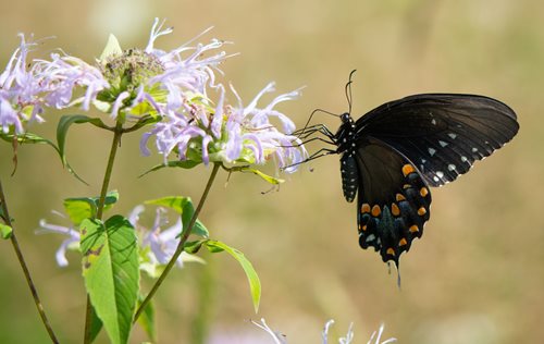 A black butterfly resting on a purple flower 