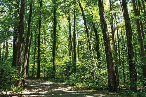 A tranquil dirt path in a wooded area, flanked by trees and rich green grass, inviting exploration.