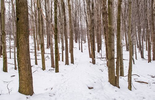 A serene path winding through a snowy forest, flanked by tall, snow-covered trees under a clear blue sky.