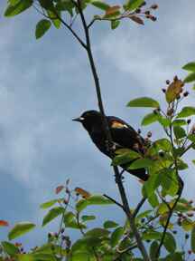 Invasive Plant Red Winged Blackbird