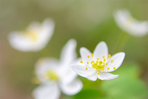 White flowers adorned with bright yellow stamens, beautifully highlighted in the foreground of the scene.