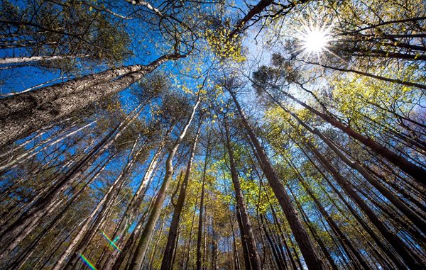 trees-and-sky.jpg