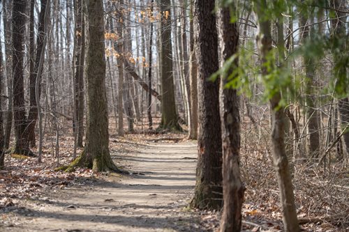  A serene forest trail surrounded by tall trees, inviting solitude and tranquility in nature's embrace.